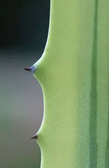 Large Emerald Green Leaves Drucke: Agave, leaf detail with thorns (Agave spec.)