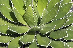 Open Air Flowering Plants Drucke: Agave Shawii