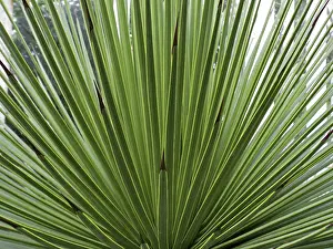 Agavoideae Species Drucke: Agave stricta, agave