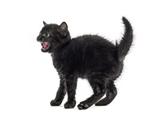 Against White Background Drucke: Aggressive black kitten in front of a white background