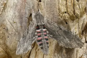 Bilder Datiert 8. September 2024: Convolvulus hawk moth print