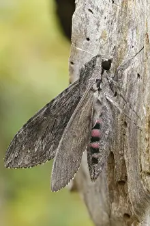 Bilder Datiert 8. September 2024: Convolvulus hawk moth print
