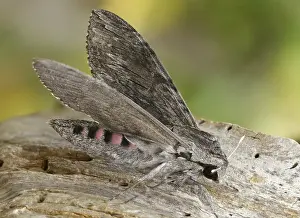 Bilder Datiert 8. September 2024: Convolvulus hawk moth print
