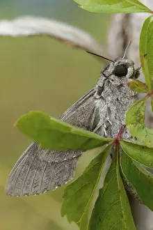 Bilder Datiert 8. September 2024: Agrius convolvuli print large portrait moth