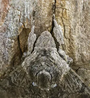 Bilder Datiert 8. September 2024: Convolvulus hawk moth print
