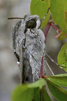 Bilder Datiert 8. September 2024: Convolvulus hawk moth print