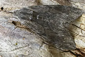 Bilder Datiert 8. September 2024: Agrius convolvuli print