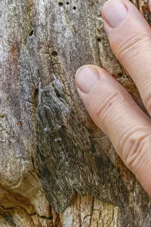 Wildlife Photography Insects Drucke: Agrius convolvuli, convolvulus hawk-moth
