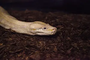 Southeast Asia Reptiles Drucke: Albino Burmese python snake Python bivittatus is considered an invasive species in southern Florida