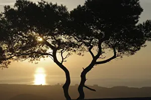 Pine Tree Silhouette Drucke: Aleppo pine (Pinus halepensis)