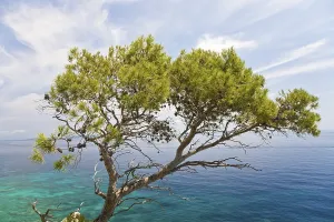Coniferous Tree Drucke: Aleppo pine (Pinus halepensis)