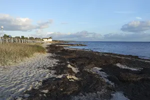 Baltic Sea Algae Drucke: Algae on the beach