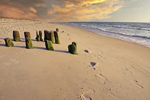 Evening Atmosphere Coastal Scene Drucke: Algae-covered groynes in the evening on the beach of Rantum