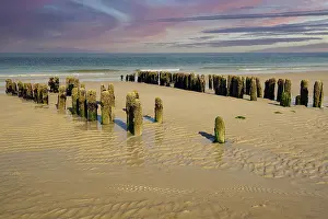 Coastal Protection Germany Drucke: Algae-covered groynes in the evening at low tide