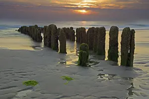 Long Exposure Coastal Photography Drucke: Algae-covered groynes at sunset on the beach of Rantum