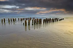 Long Exposure Coastal Scene Drucke: Algae-covered groynes at sunset on the beach of Rantum