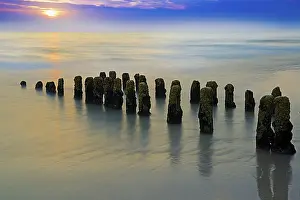 Long Exposure Coastal Scene Drucke: Algae-covered groynes at sunset on the beach of Rantum