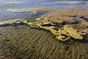 Aquatic Plant Photography Drucke: Algae in the crystallisation pool