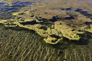 Canary Islands Travel Destination Drucke: Algae in the crystallisation pool