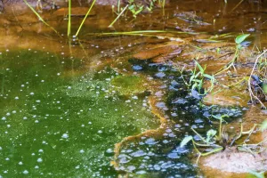 Aquatic Plant Close Up Drucke: Algae in a pond, eutrophication