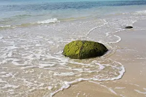 Fuerteventura Beach Drucke: Algae on rock, Playa de Sotavento