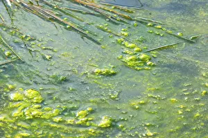 Lueneburg Heath Nature Park Drucke: Algae, slime on the water surface