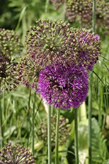 Uninhabited German Landscapes Drucke: Alium, May, Germany
