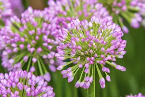 Gerahmter Druck : Allium (Millenium) in voller Blüte. Gerahmter Druck : Allium (Millenium) in voller Blüte.