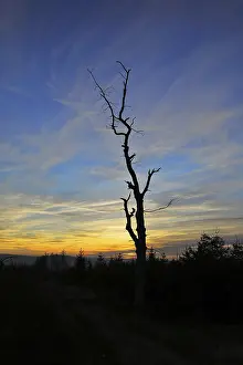Central Europe Twilight Scene Drucke: Allter gnarled tree in front of sunset
