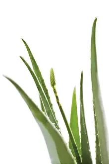 Medicinal Herbs Drucke: Aloe vera