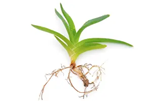 Indoor Leafy Plants Drucke: Aloe vera