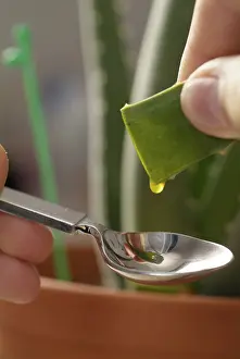 Medicinal Plants Online Drucke: Aloe vera