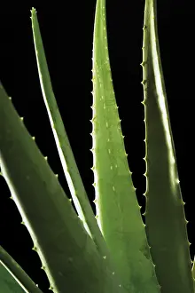 Complementary Health Care Drucke: Aloe Vera