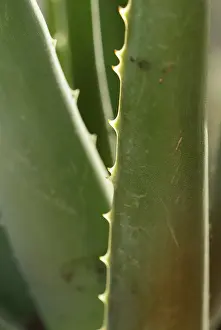 Aloe Vera Benefits Drucke: Aloe vera