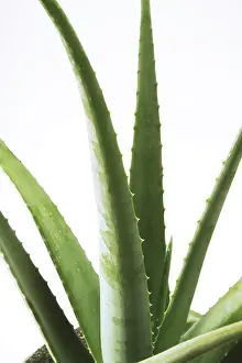 Alternative Medicine Drucke: Aloe Vera