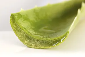 Aloe Vera Plant Drucke: Aloe vera