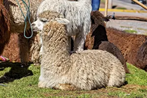 Even Toed Ungulates In Nature Drucke: Two alpacas lying on grass in the sun