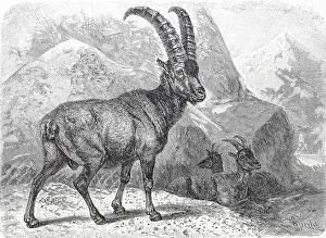 Historic Wildlife Depiction Drucke: Alpensteinbock, oder Gemeiner Steinbock