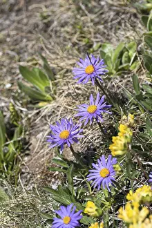 Embellished Garden Drucke: Alpine aster (Aster alpinus)