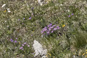 Lilac Purple Blooms Drucke: Alpine aster (Aster alpinus)