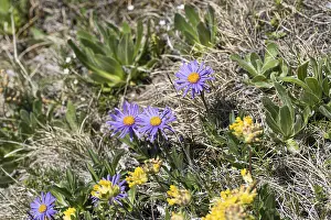 Embellished Floral Decoration Drucke: Alpine aster (Aster alpinus)