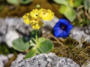 Alpine Auricula Drucke: Alpine auricula (Primula auricula)