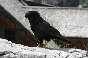 Mountain Wildlife Drucke: Alpine chough