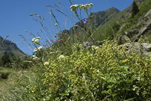 Alpine Pasture Drucke: Alpine pasture