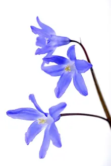 Close Up Flower Drucke: Alpine Squill (Scilla bifolia)