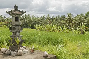 Indonesian Nature Photography Drucke: Altar with coconuts on rice fields in countryside