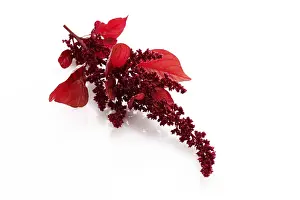 Red Coloured Bloom Drucke: Amaranth (Amaranthus)