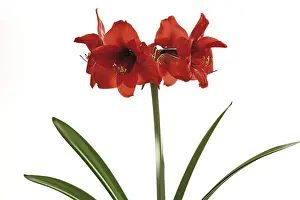 Studio Shot Flower Drucke: Amaryllis