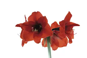 Studio Shot Flowers Drucke: Amaryllis