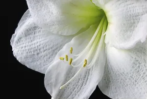 Pink Flowering Plant Drucke: amaryllis